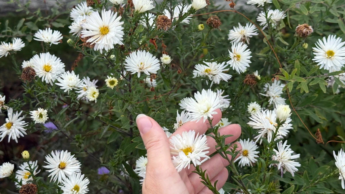 Более 34 580 различных цветов украсят Воронеж летом