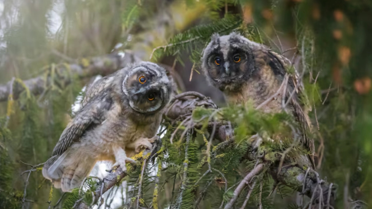 В воронежском заповеднике появились редкие совы из тайги