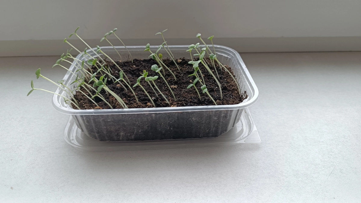 Что посеять на рассаду в конце марта: список культур, чтобы не остаться без урожая