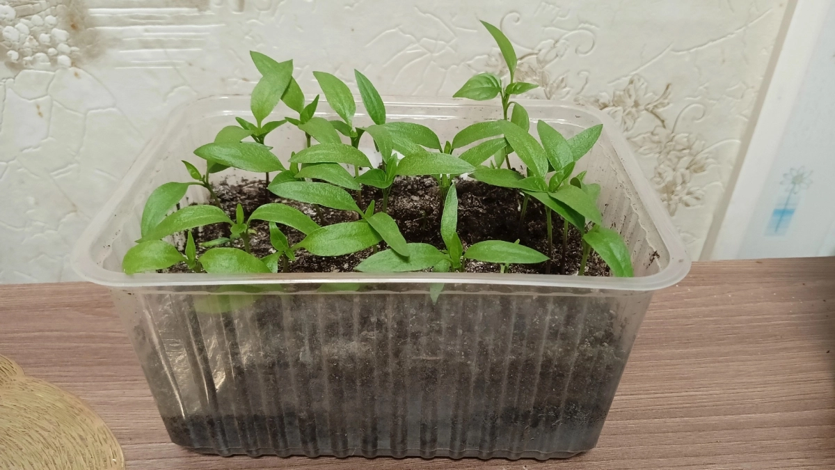 Эти 7 овощей переживут любые заморозки в апреле: мой список для тех, кто хочет урожай в июне