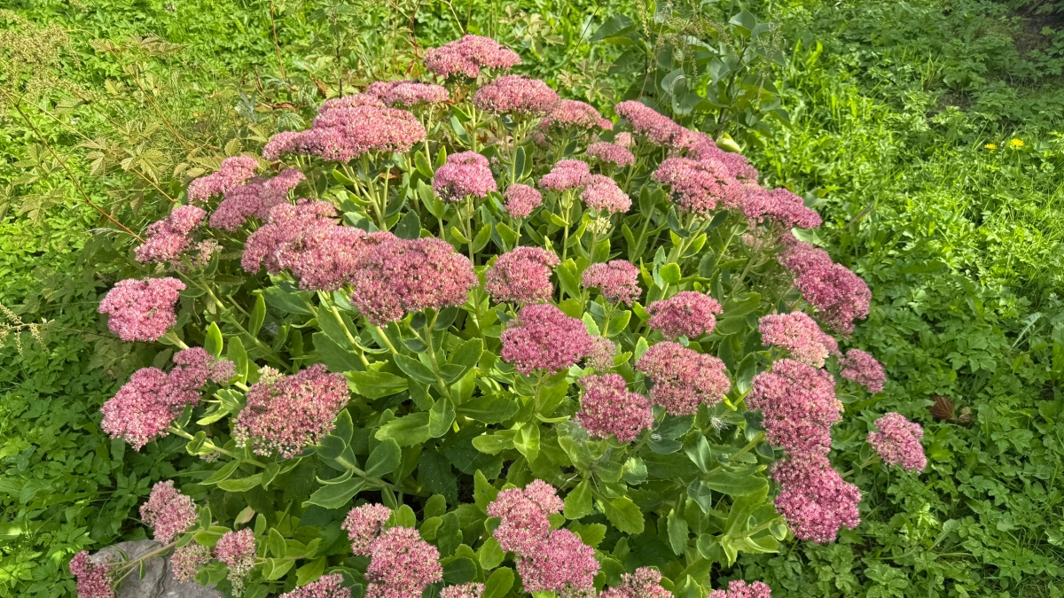 В Воронеже растут цены на участки и стройматериалы