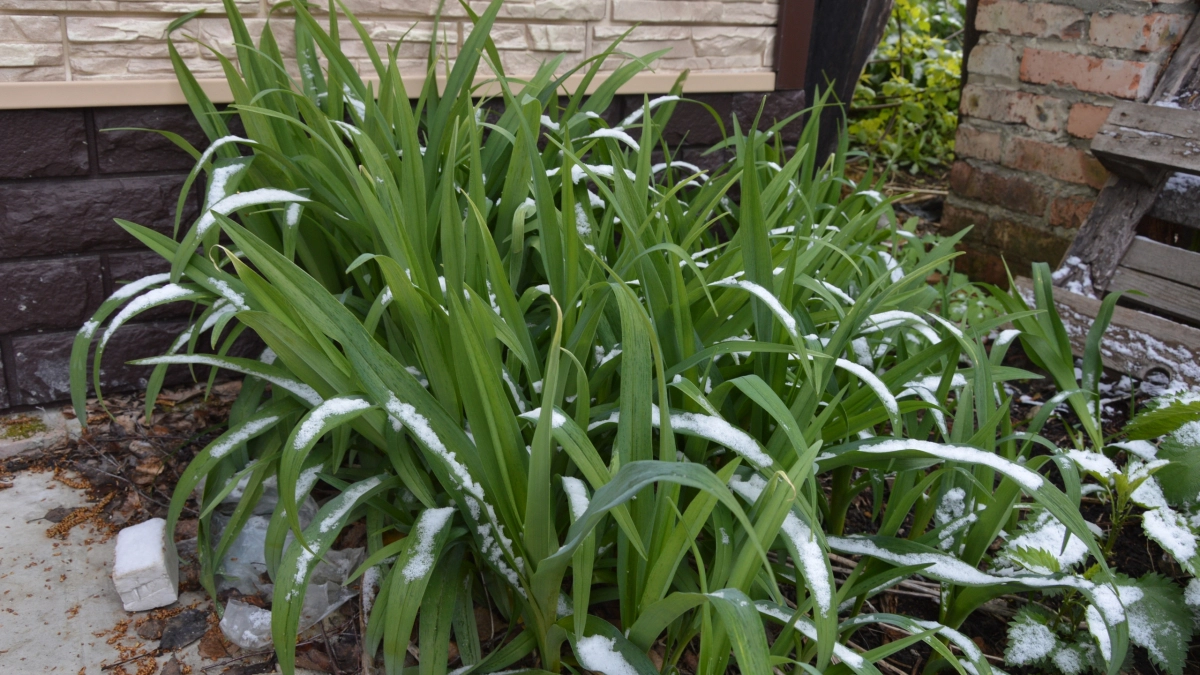 В Воронеже сезон клещей начался раньше срока