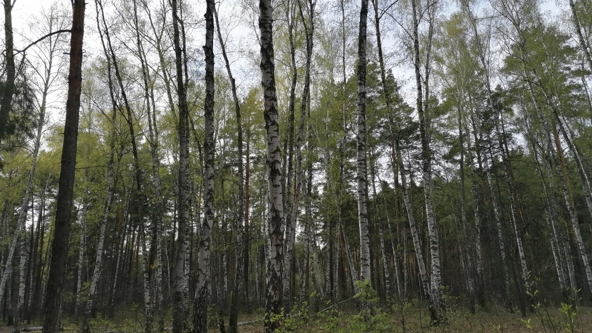 Воронежцев предупредили об ускорении сезона аллергии из-за тепла