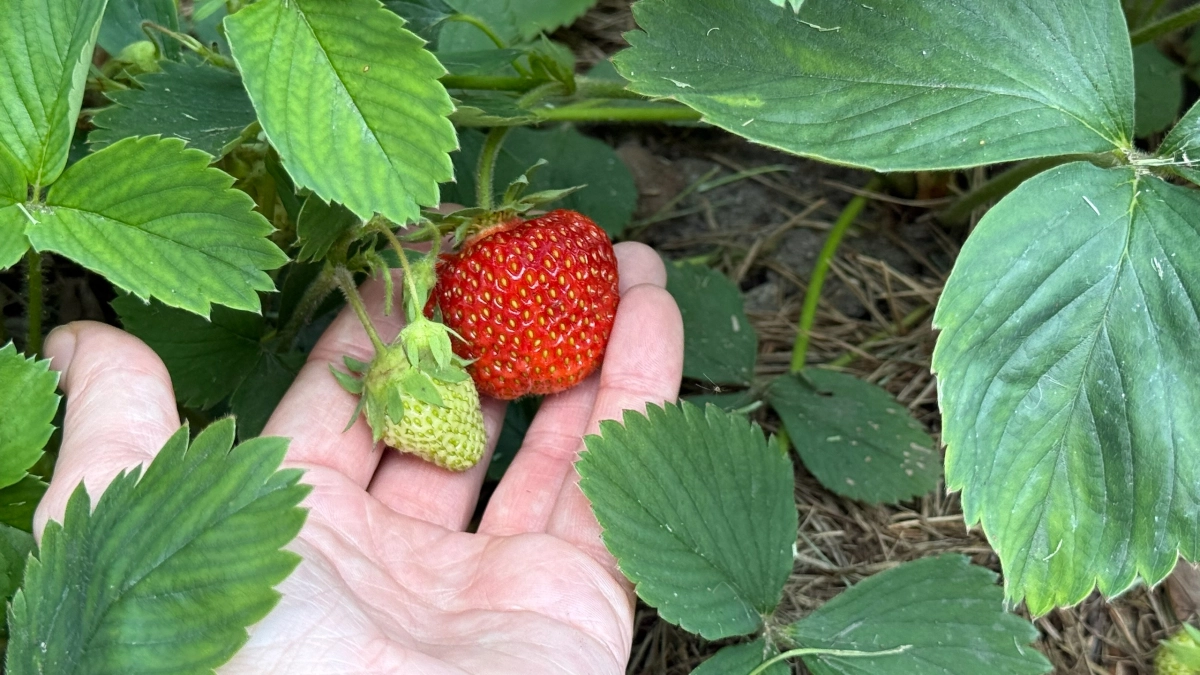 Соседи обзавидуются: 10 весенних секретов клубники, которые дают урожай в 2 раза больше