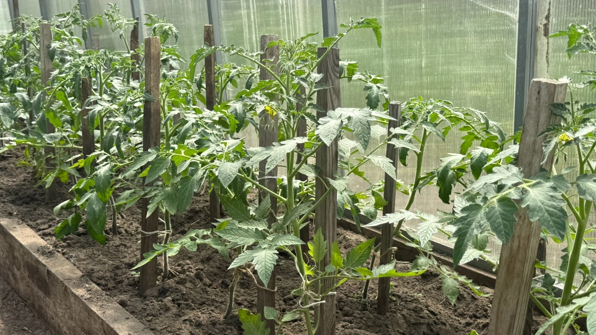 Соседи крутили пальцем у виска, а мои помидоры пережили мороз: как я перестала бояться заморозков и начала получать ранний урожай