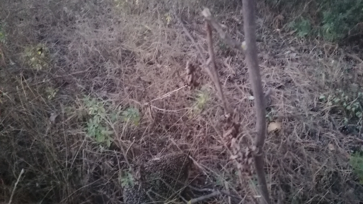 В Воронежской области активизировались люди с металлоискателями