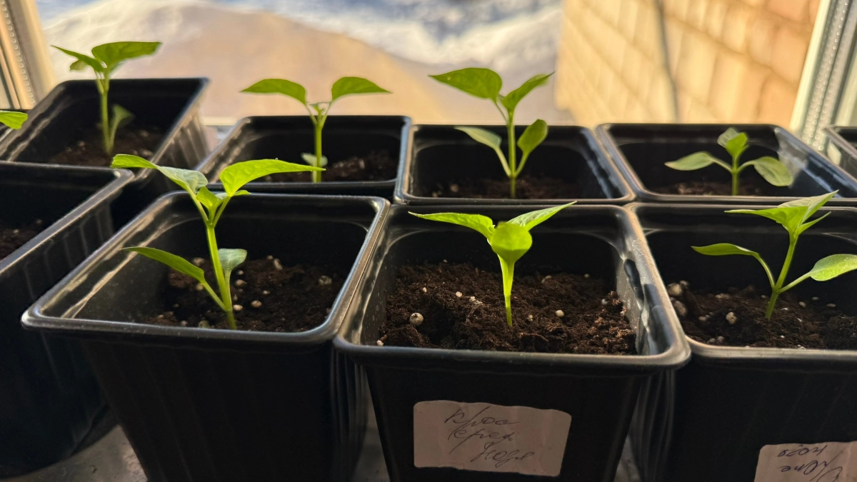 Самая большая ошибка при поливе рассады, которую делают почти все: сделайте это, если ростки желтеют и падают