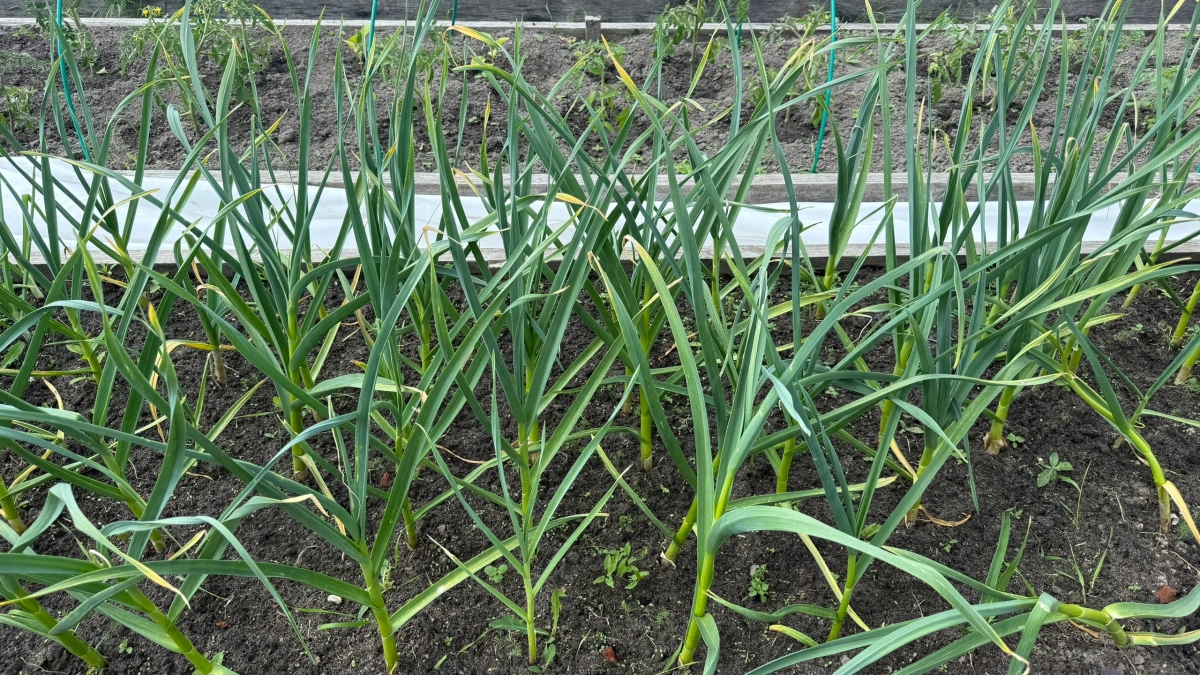 Главная весенняя подкормка чеснока: приготовьте ему антистрессовый коктейль, который работает — больше не желтеет и не замерзает