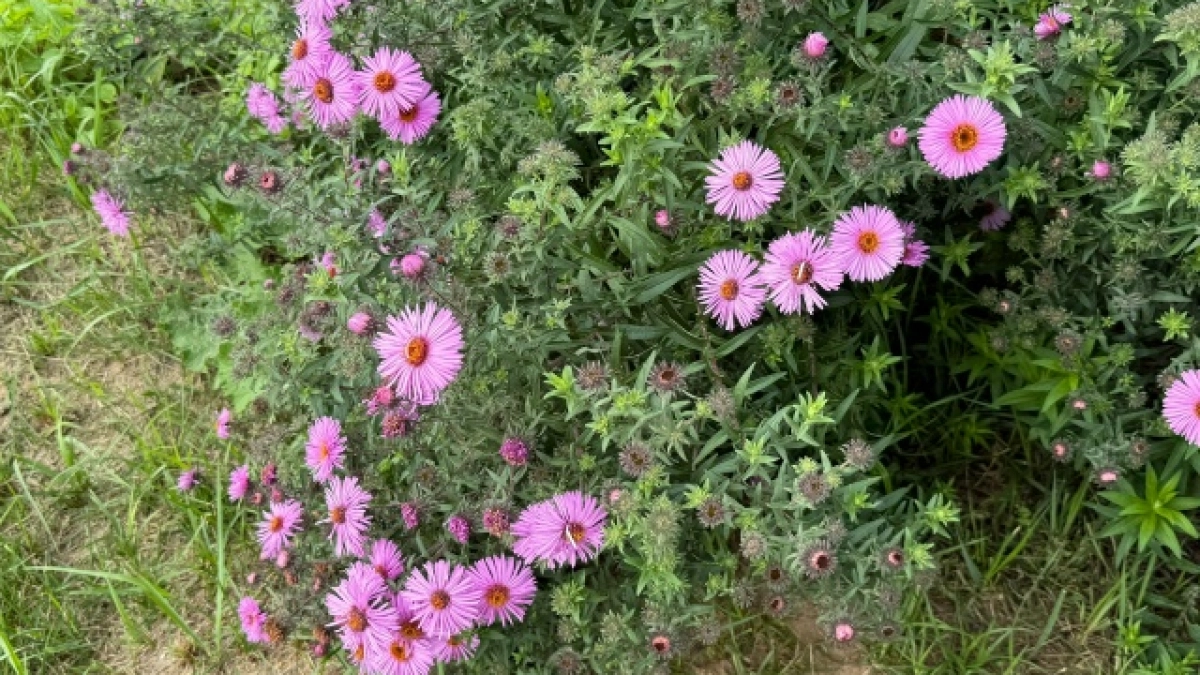 Воронежские газоны и клумбы оценили в 48 миллионов