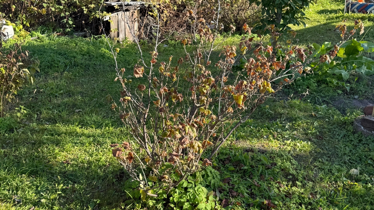 Удобряла сад как попало 10 лет, пока не узнала эту схему: всего 3 этапа — теперь урожай такой, что соседи завидуют