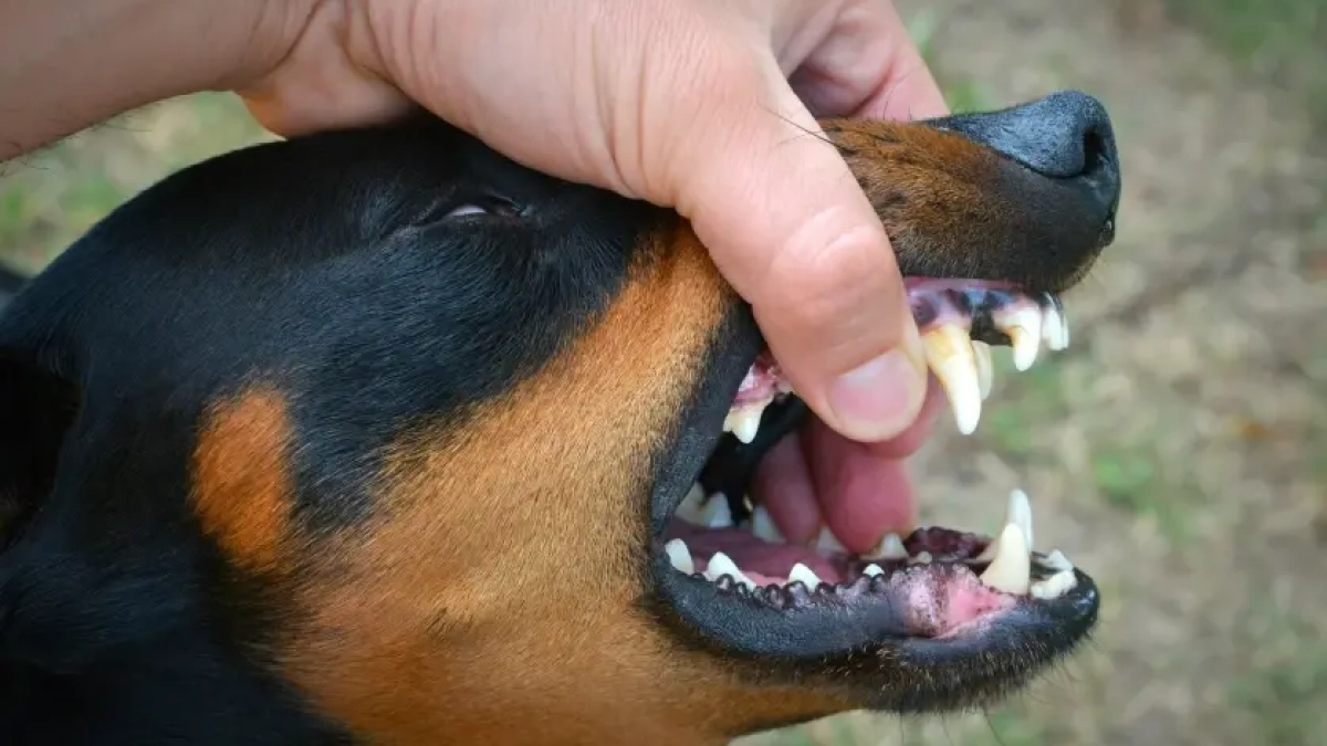 В селе под Воронежем ввели карантин из-за 25-го случая бешенства