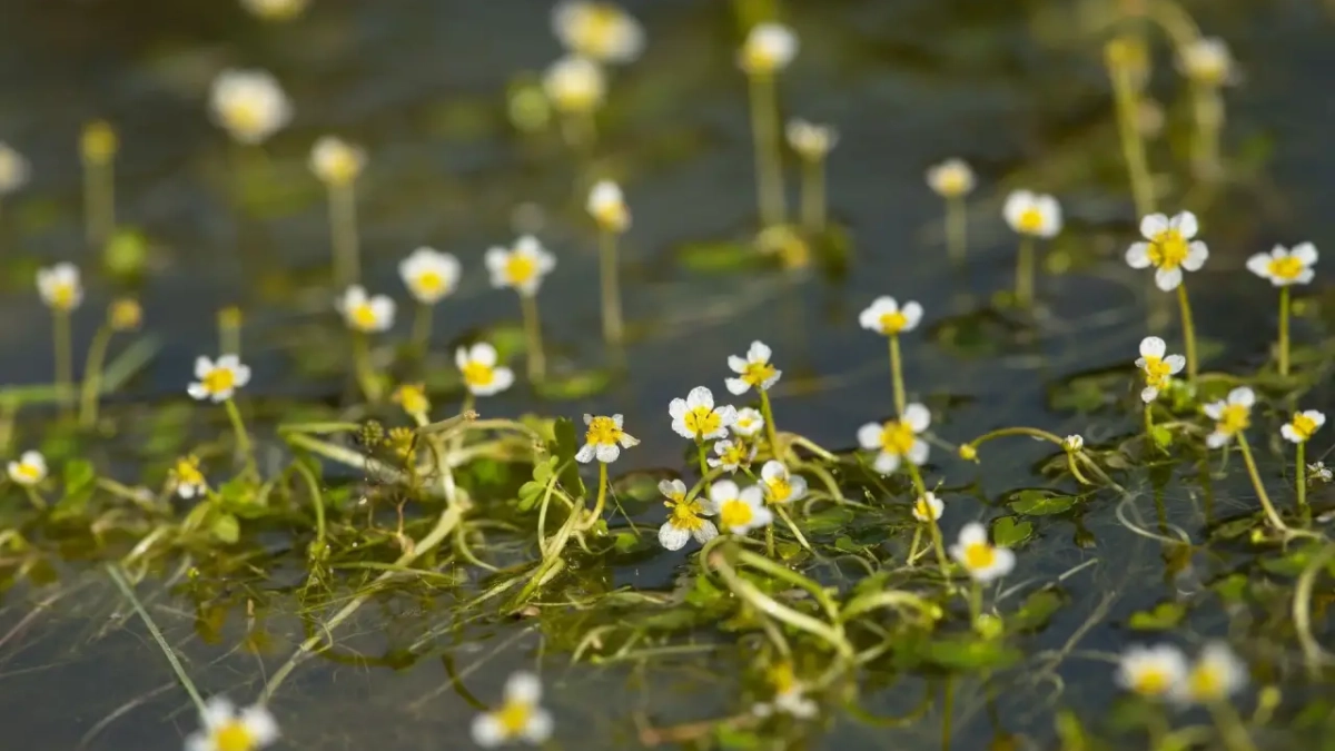 Воронежское водохранилище зацвело на три месяца раньше обычного