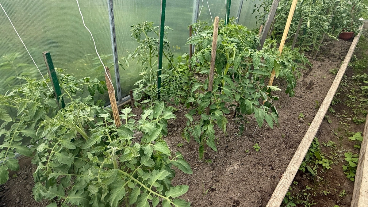 Почему моя рассада томатов стояла 3 недели без роста: ошибка, о которой молчат огородники — как пережить заморозки в теплице