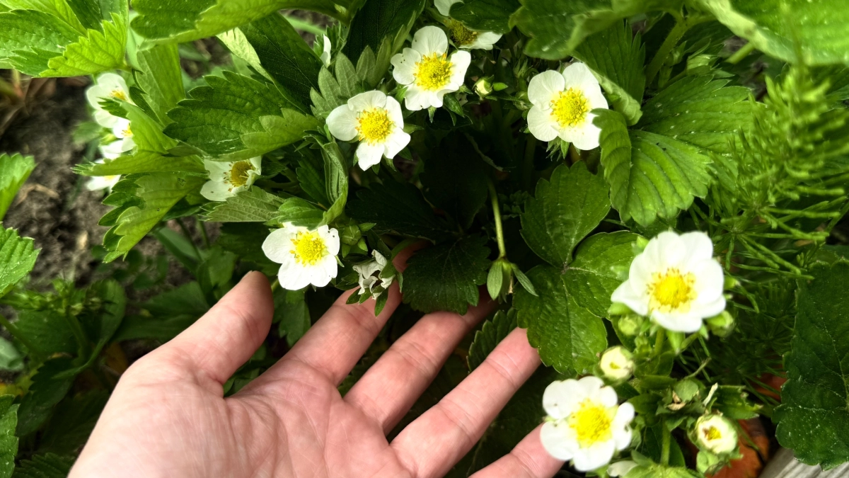 4 ошибки весеннего ухода за клубникой, которые стоили мне половины урожая — делюсь опытом