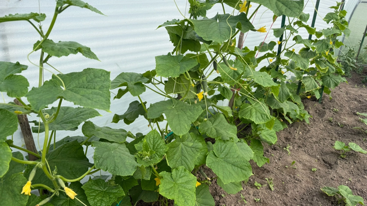 Десять лет сажаю огурцы на одной грядке: соседи крутят пальцем у виска, а у меня ведра с урожаем