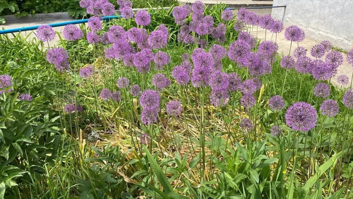 Синоптики спрогнозировали засушливое лето в Воронежской области