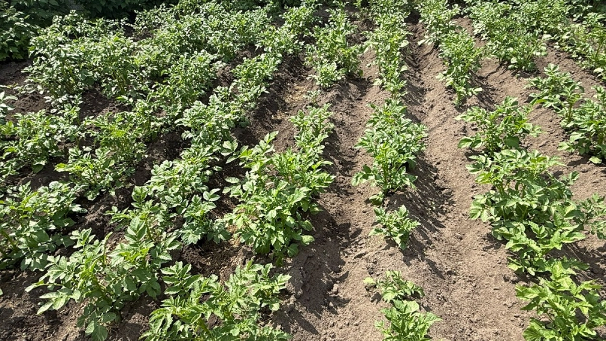 Воронежцев предупредили о фейке про налог на посадку картофеля