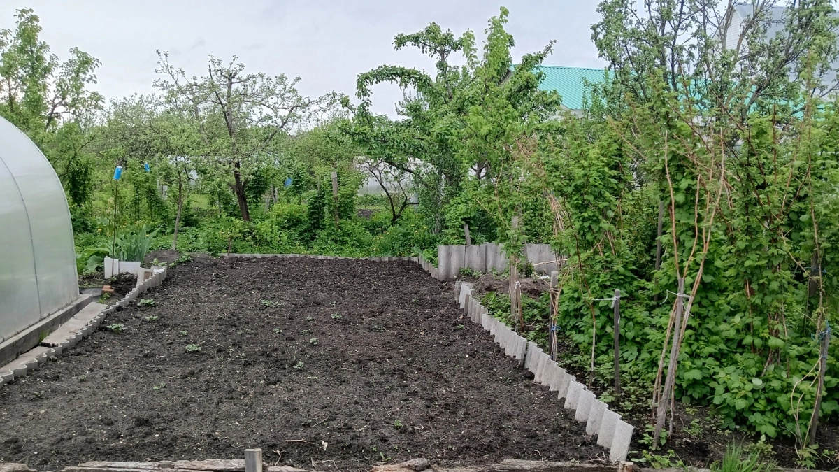 Моя земля после зимы была как камень, а стала пухом: это средство заменило мне навоз — никак не нарадуюсь открытию