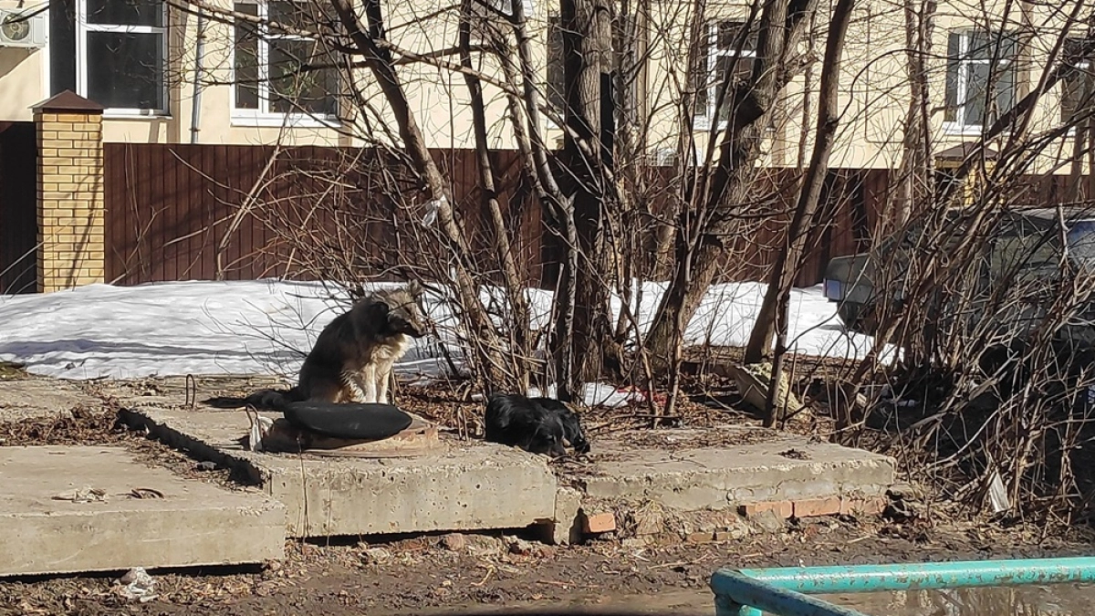 Во дворе воронежской многоэтажки на улице Жемчужной собаки покусали мужчину