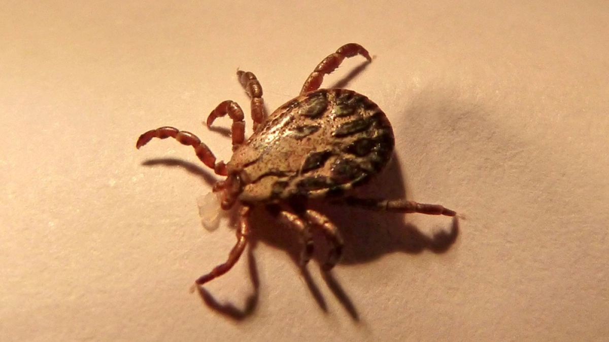 В Воронежской области десять жителей посещали врачей после укусов клещей