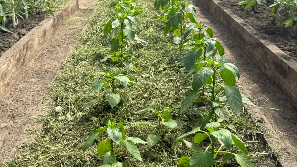 Перец не растёт после пересадки: 3 компонента для правильной лунки — делюсь секретом