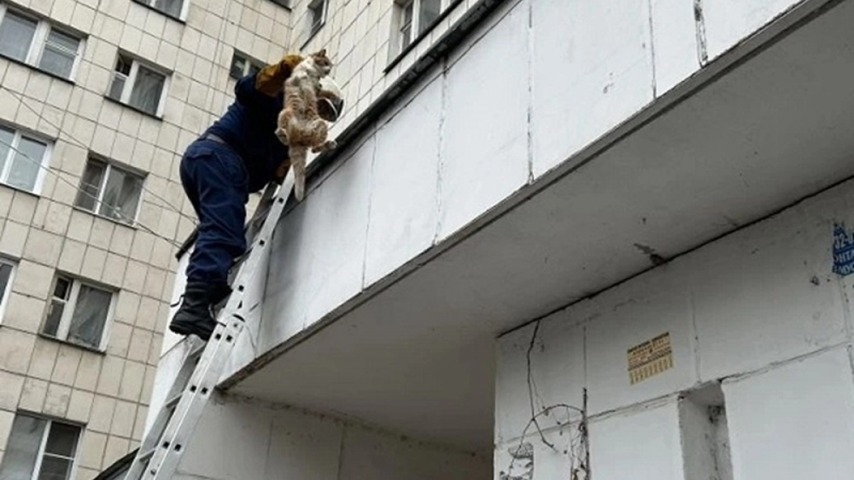 Спасатели эвакуировали застрявшего кота с козырька воронежской многоэтажки