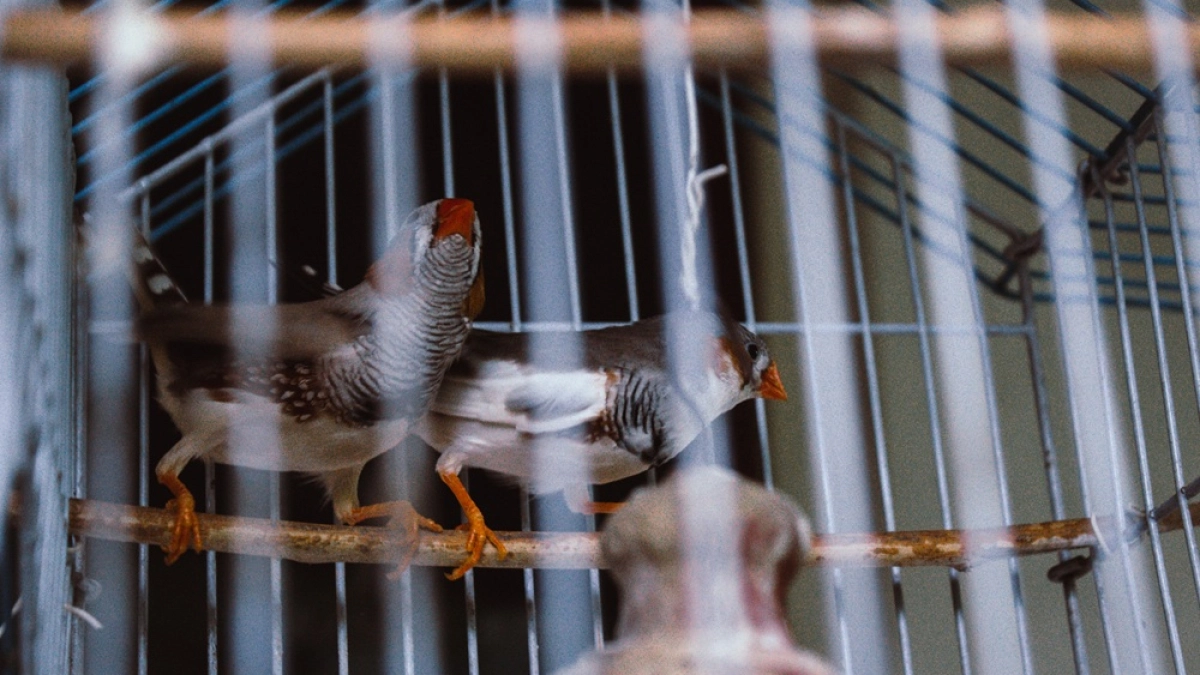 В Воронеже перед Благовещением прошли рейды против незаконной продажи диких птиц