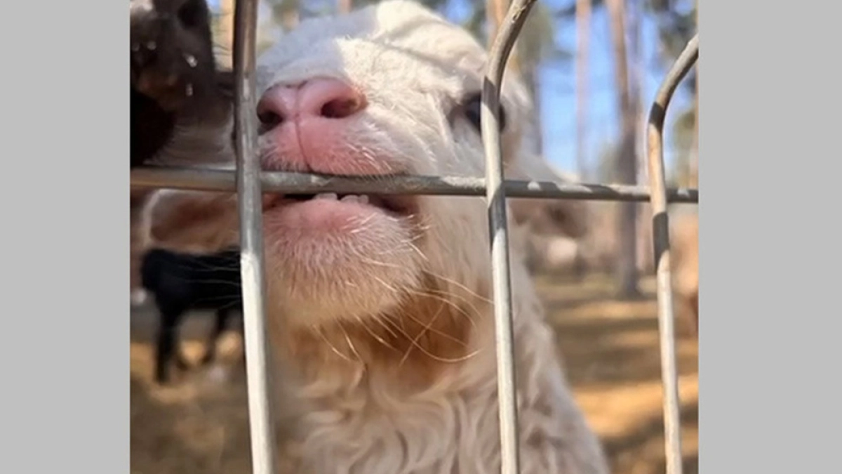 Камерунские козлята и овечки родились в воронежском зоопарке
