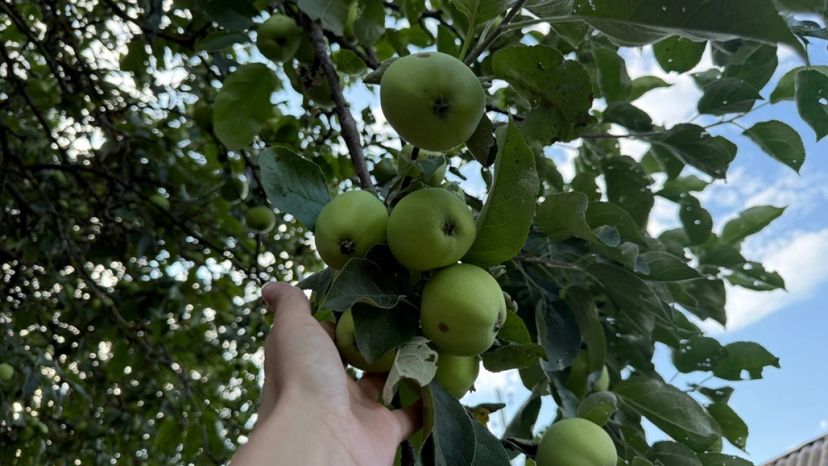 Воронежская область обошла всю страну и Европу по концентрации яблоневых садов