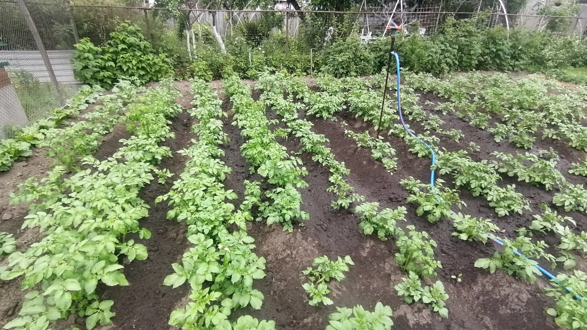 Собираю 160 вёдер картофеля с 4 соток: эти 3 ошибки урезают урожай в 8 раз — запомните перед тем, как сажать