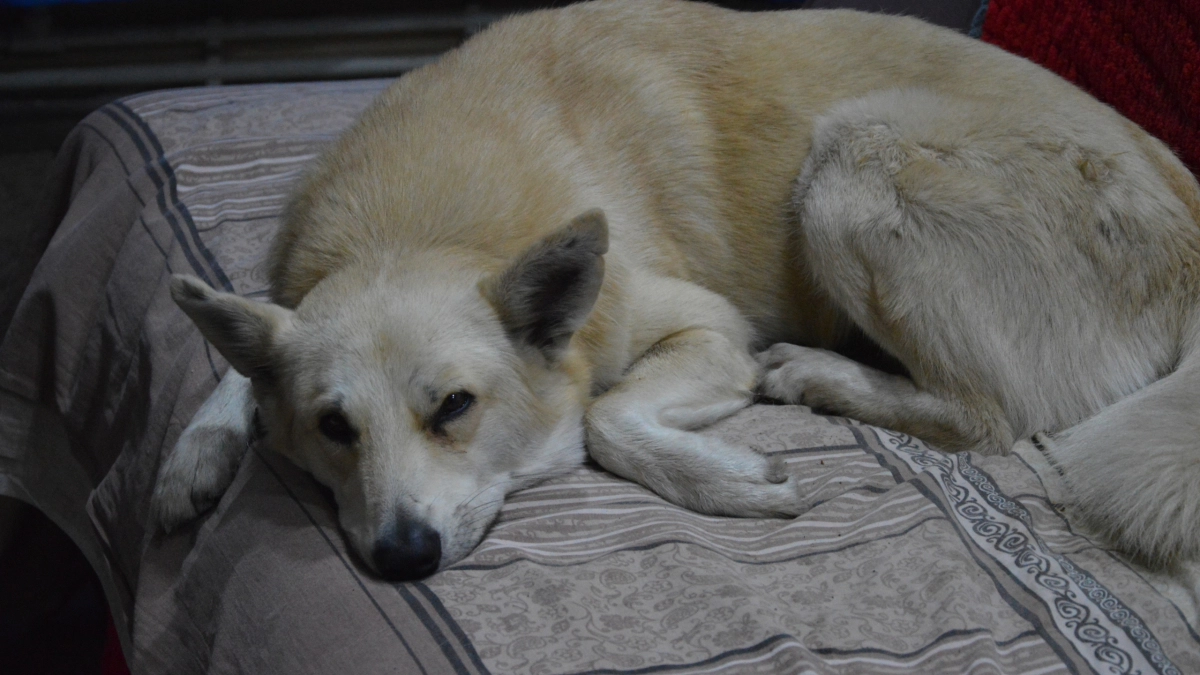 Житель Воронежа спас провалившуюся в колодец собаку