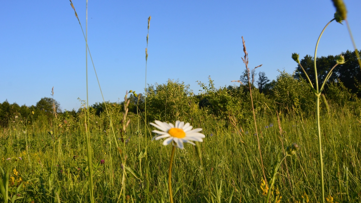 В воронежском Дивногорье водителей предупредили о сурках-байбаках на въезде