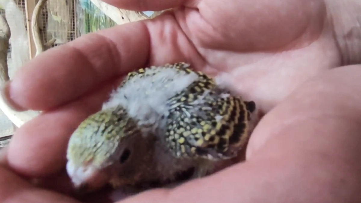 В Воронежском зоопарке вылупились 40 уникальных птенцов