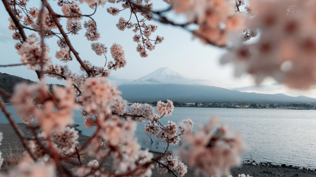Поток туристов в китайский Ухань вырос более чем на 110% — всё из-за цветения сакуры
