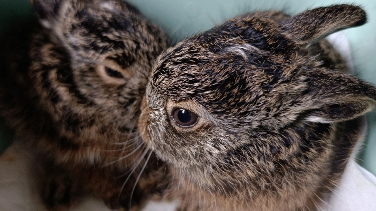 В парке «Танаис» в Воронеже нашли двух зайчат