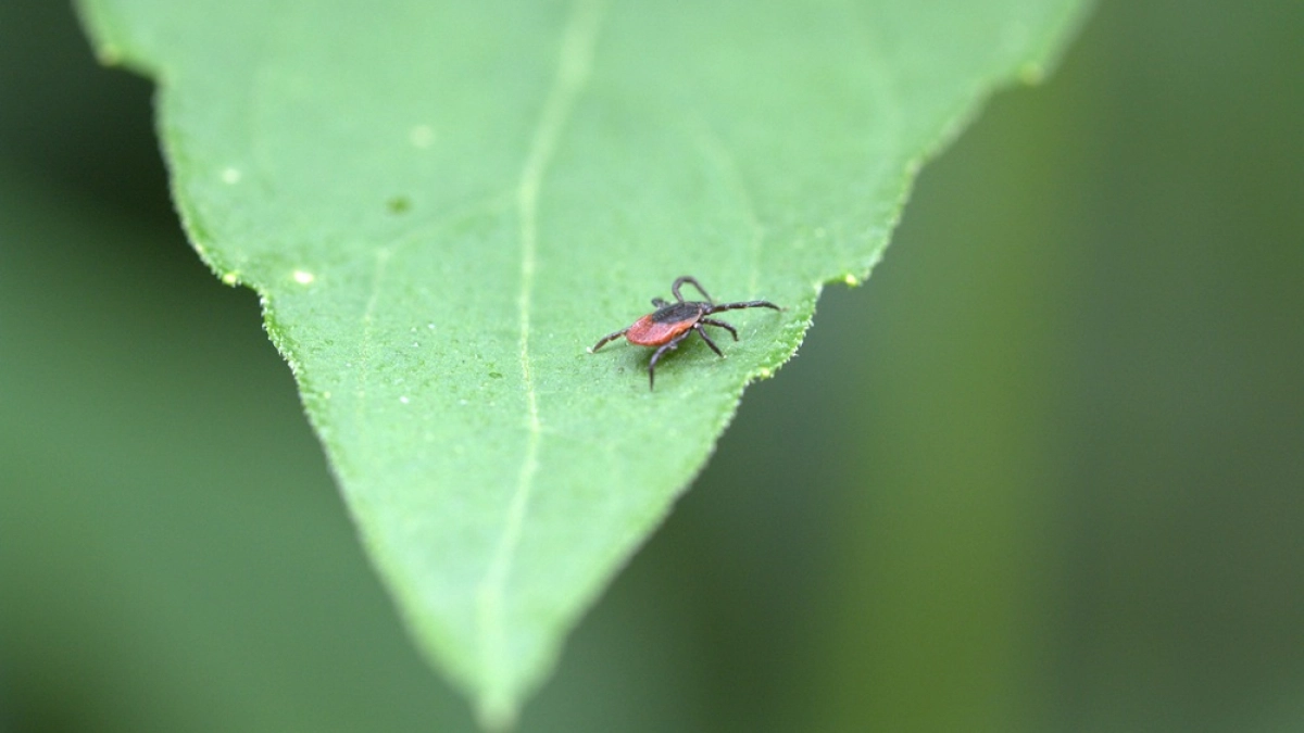 За 10 дней с укусами клещей к врачам обратились 27 воронежцев