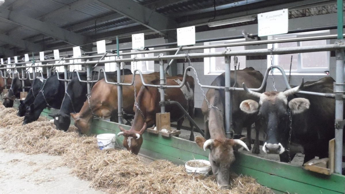 Воронежскую область защитили от завоза пастереллеза