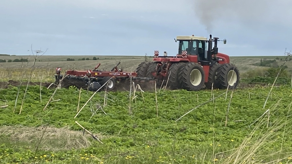 Воронежские аграрии проводят посев сахарной свеклы и масличного льна