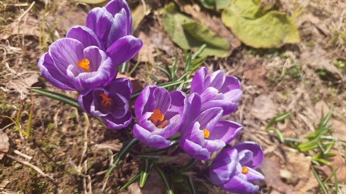 Долгожданная теплая погода скоро придет в Воронеж