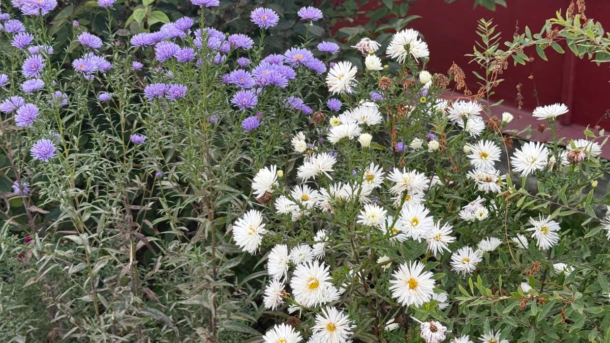 Гиблое место за домом: 7 неприхотливых растений, которые превратят тень в райский уголок