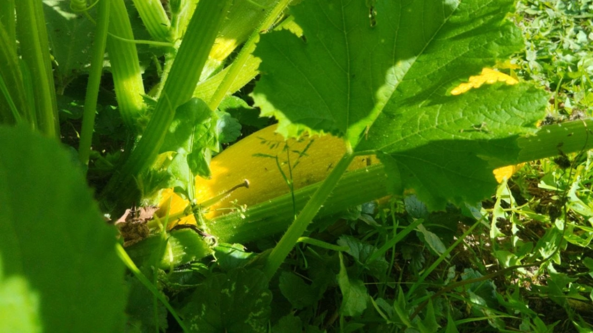 Превратила огород в кабачковый конвейер: 4 сорта, которые плодоносят всё лето без перерыва