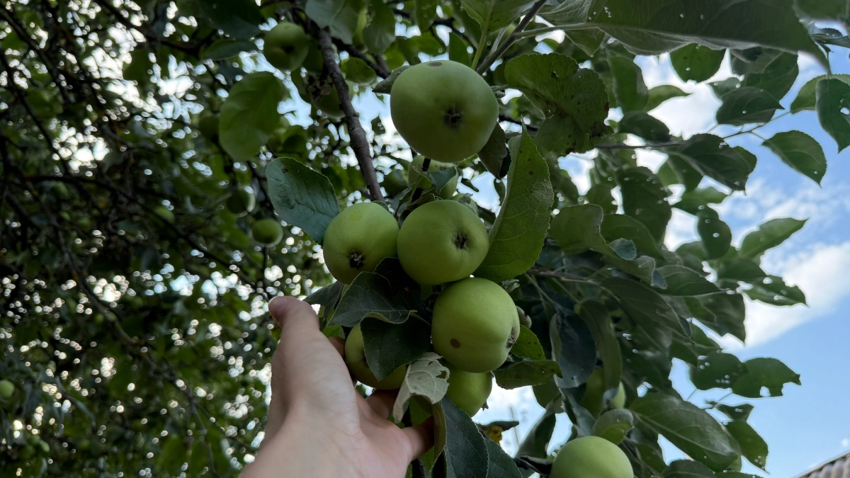 Апрельская подкормка яблонь: удобрение по советам Мичурина — делюсь проверенными рецептами