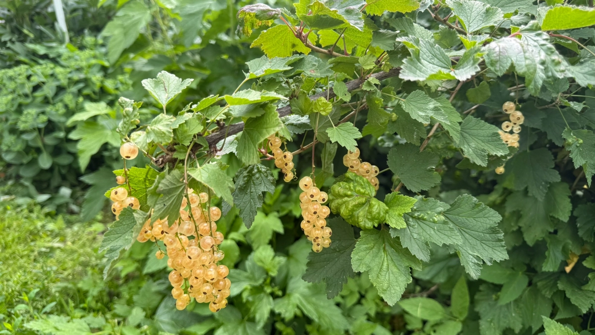 Как вырастить крупную и сладкую смородину: 4 подкормки за сезон и правильная обрезка
