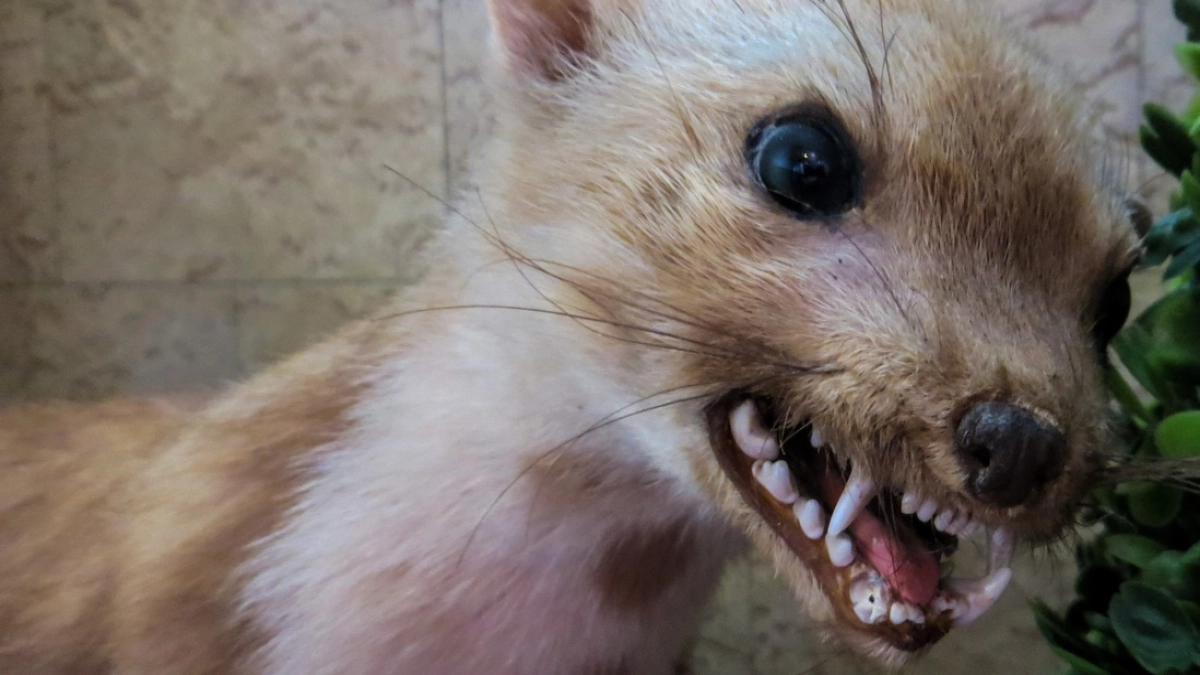 В Воронежской области обнаружили бешенство у норки