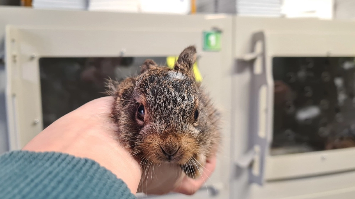 Пять воронежских зайчат отправились на лечение и воспитание в Дом зайца