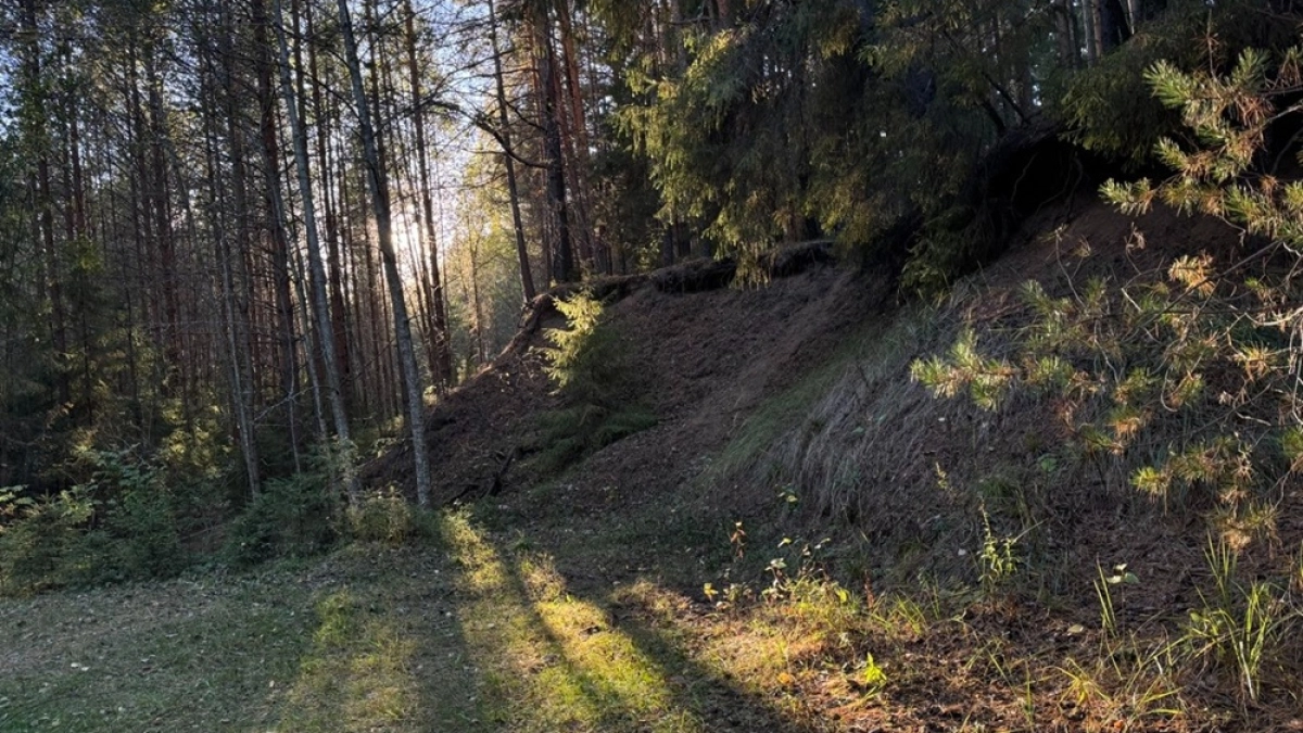В Воронежской области высадили лес в память о героических подвигах солдат