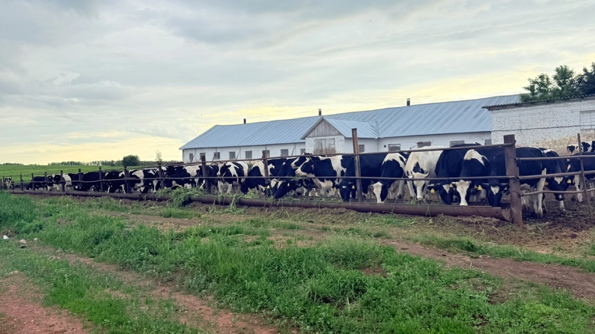 Крупный рогатый скот «идет под нож» воронежских аграриев
