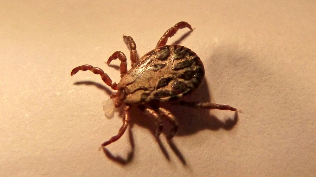 138 воронежцев обратились к врачам из-за укусов клещей