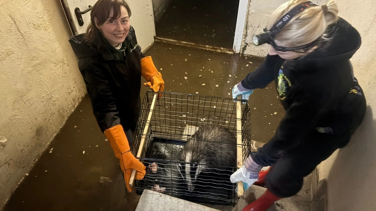 В Воронеже волонтеры вызволили барсука из залитого подвала