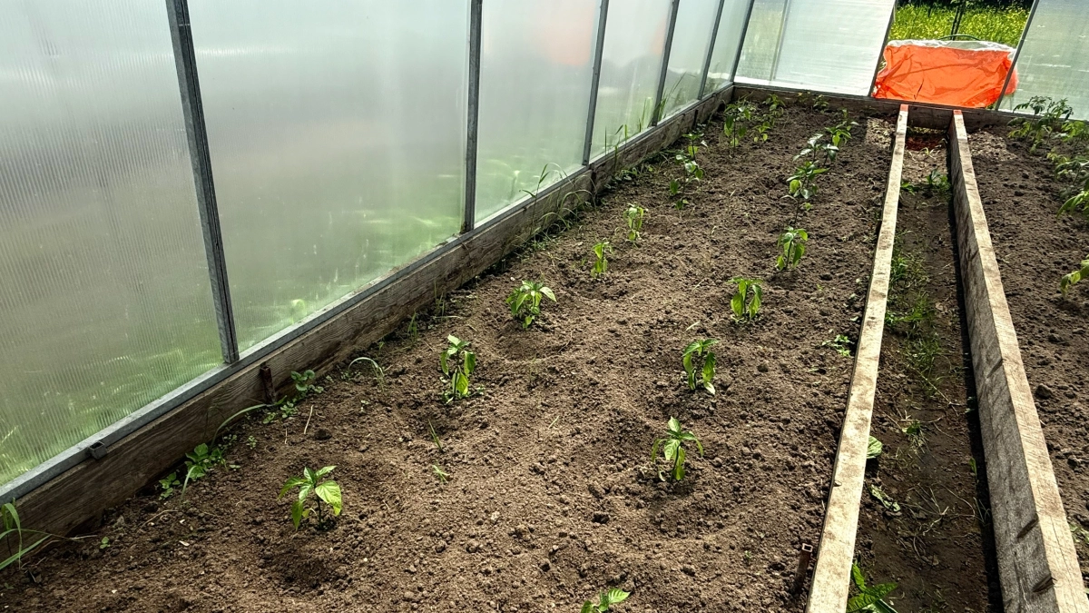 Как понять, что рассаду пора высаживать: не по календарю, а по этим 5 признакам — одна моя ошибка с температурой почвы убила 40 кустов
